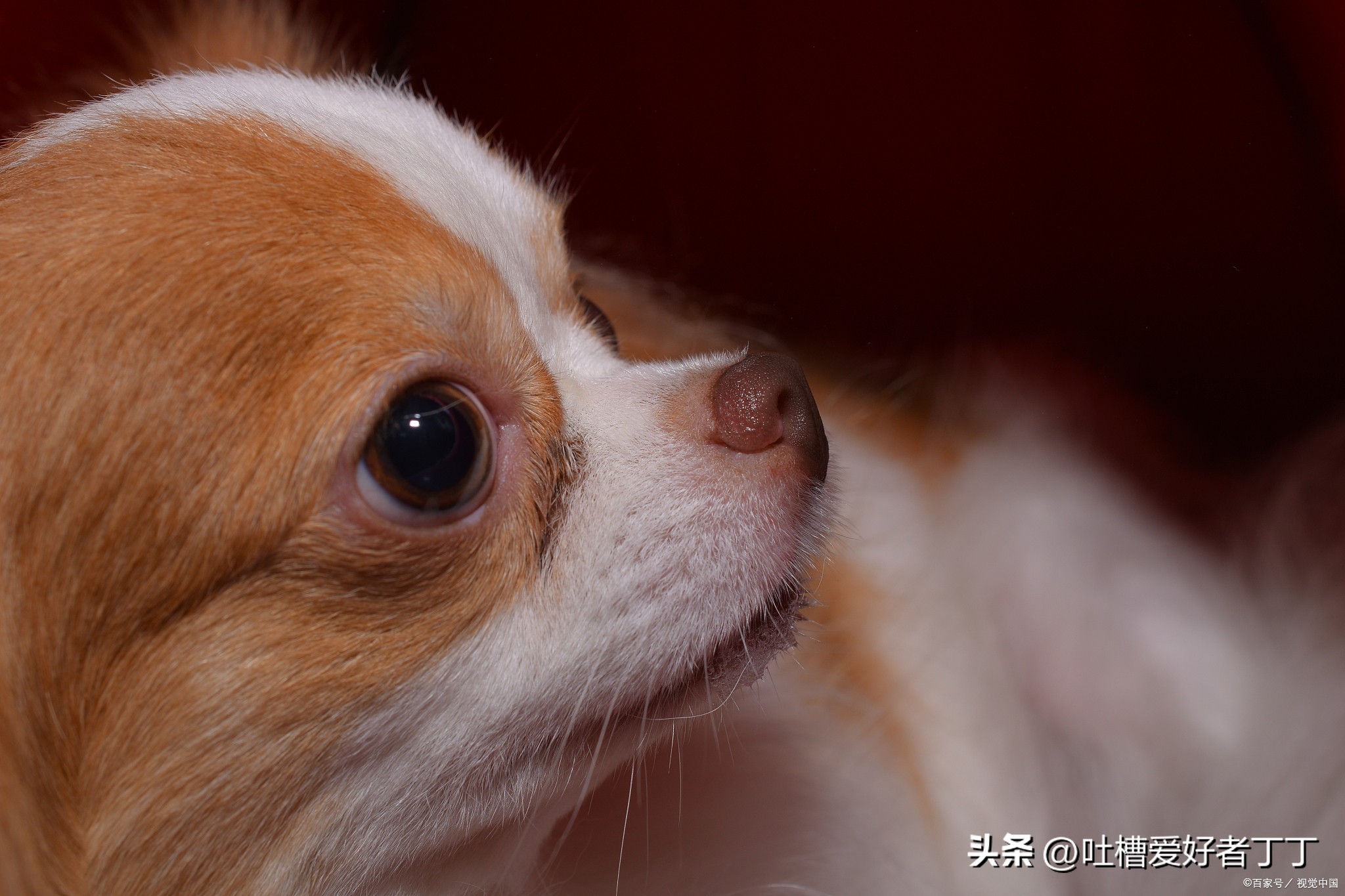 狗狗被车压鼻子出血还能救活吗,狗狗被车压了没出血活的几率大吗