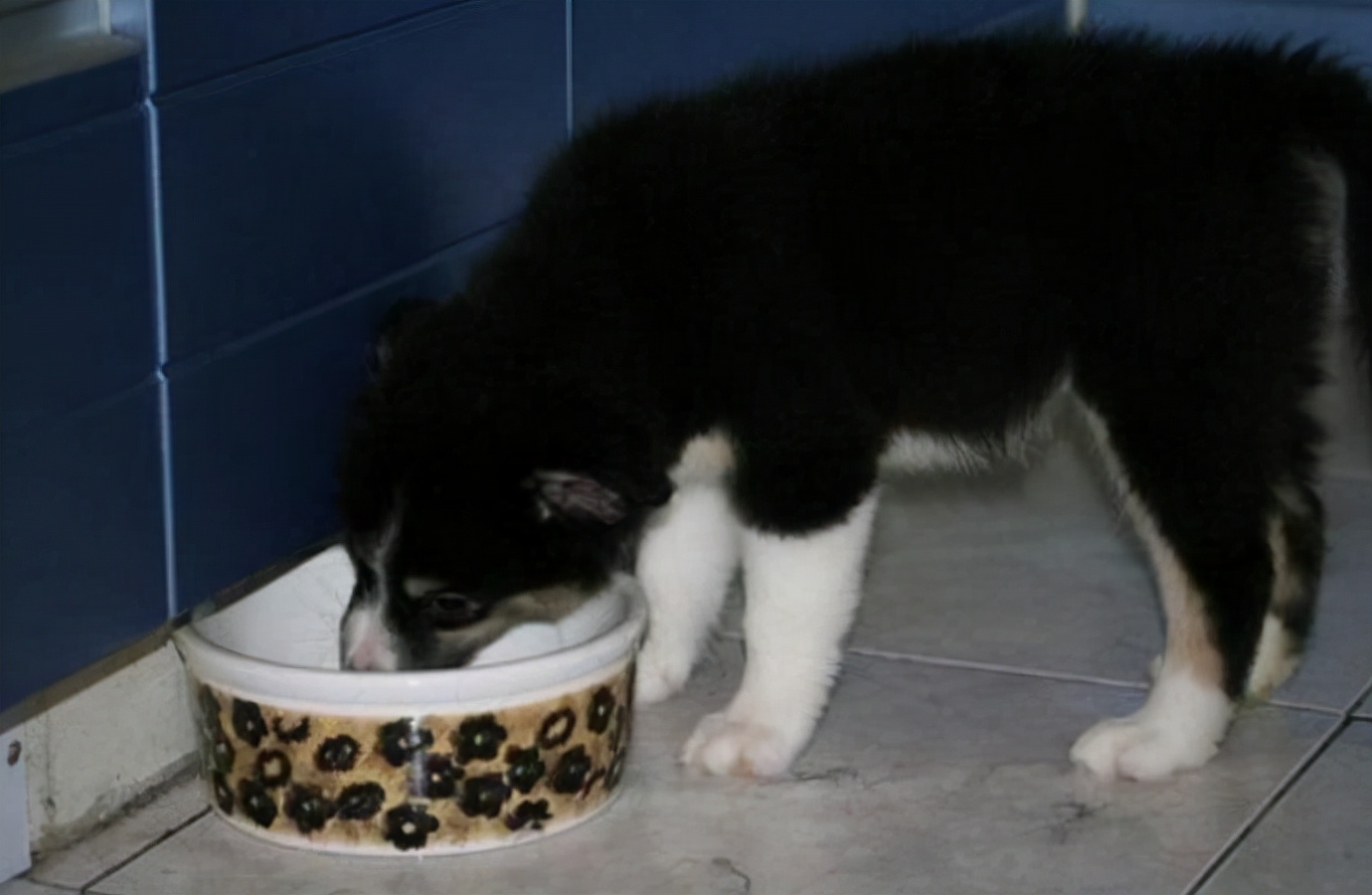 小狗后脚瘸是什么原因,小狗突然脚瘸了怎么回事