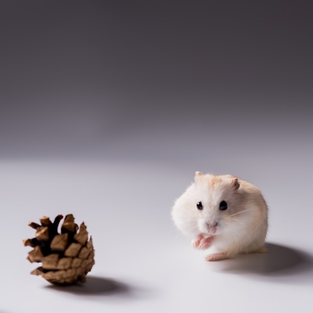 十大又可爱又好养的宠物,十大可爱宠物动物