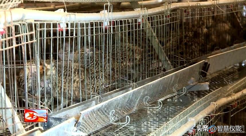 创业路上的奋斗者,返乡创业青年创业事迹