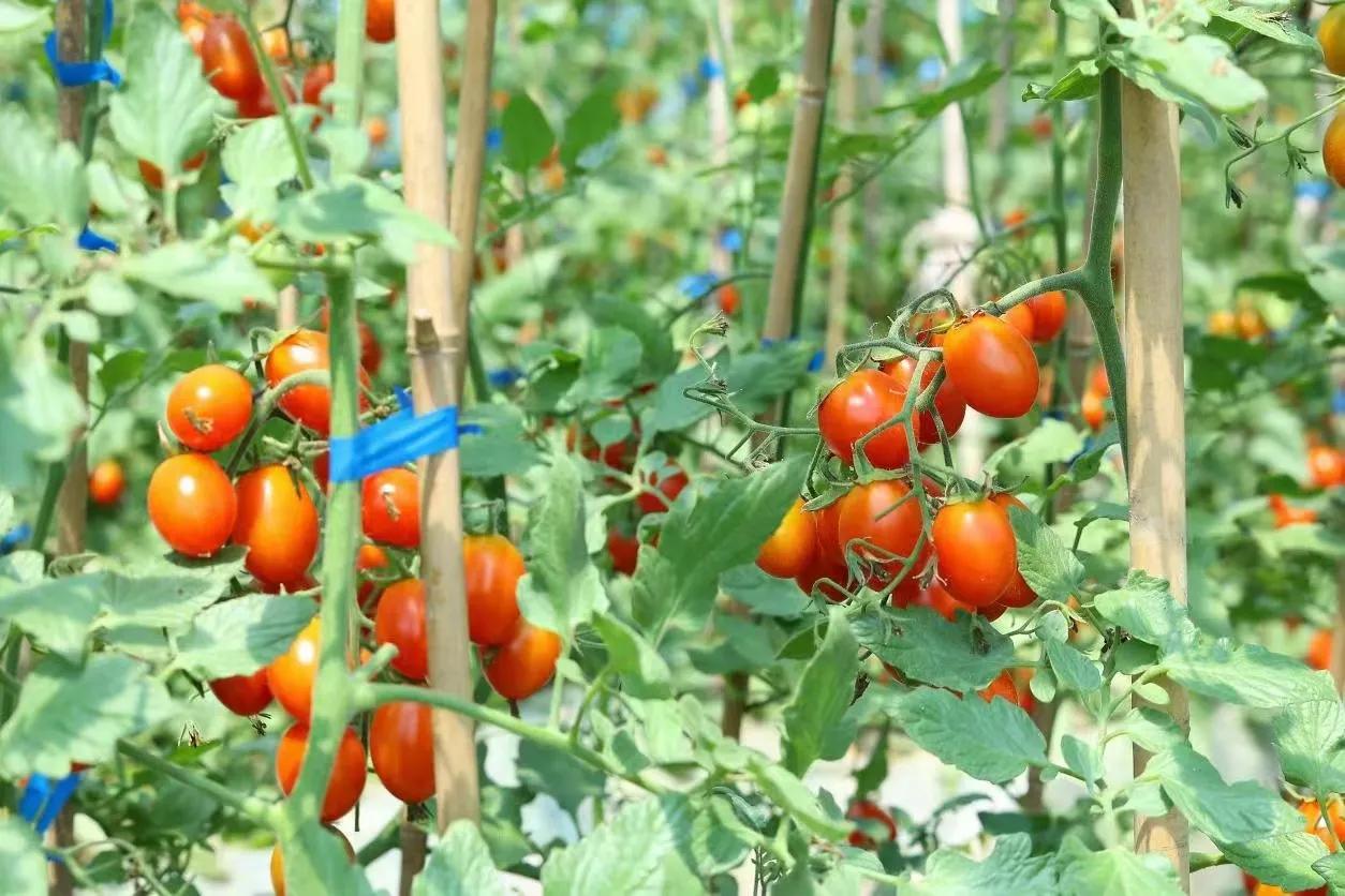 南京市高淳区新时代农人——荀新富：跨界创业“种”出美好新生活