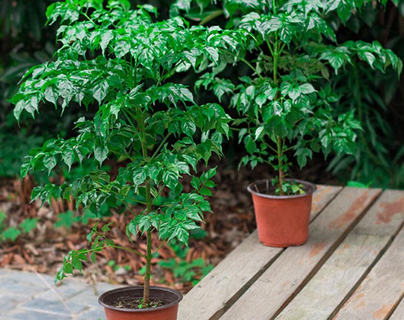 室内最好养的大型绿植发财树,发财树十种养不死的室内大型绿植