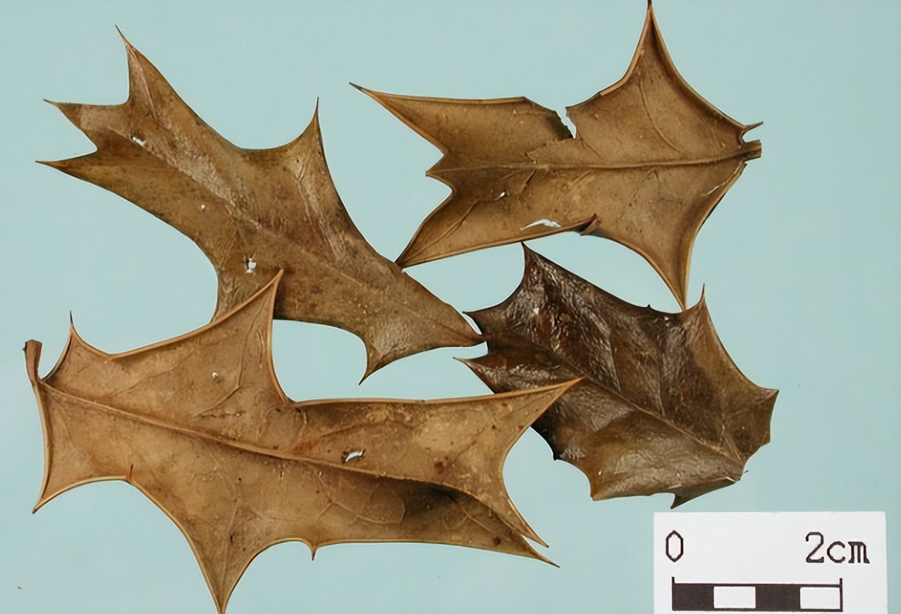 高级枸骨叶,带你识别仙鹤草