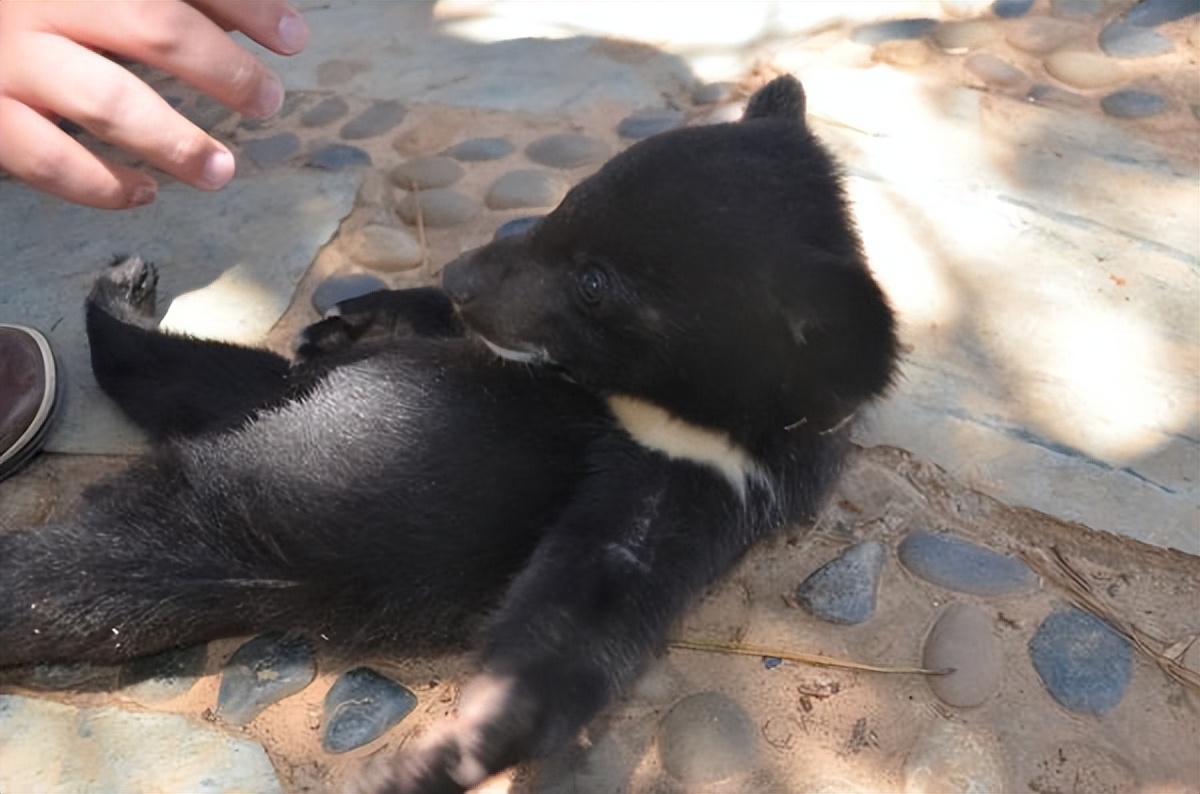 辽宁村民发现被遗弃的小黑熊后续,辽宁农妇收养熊后来放回大自然没