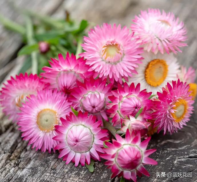 麦秆菊什么时候开花,麦秆菊永生花