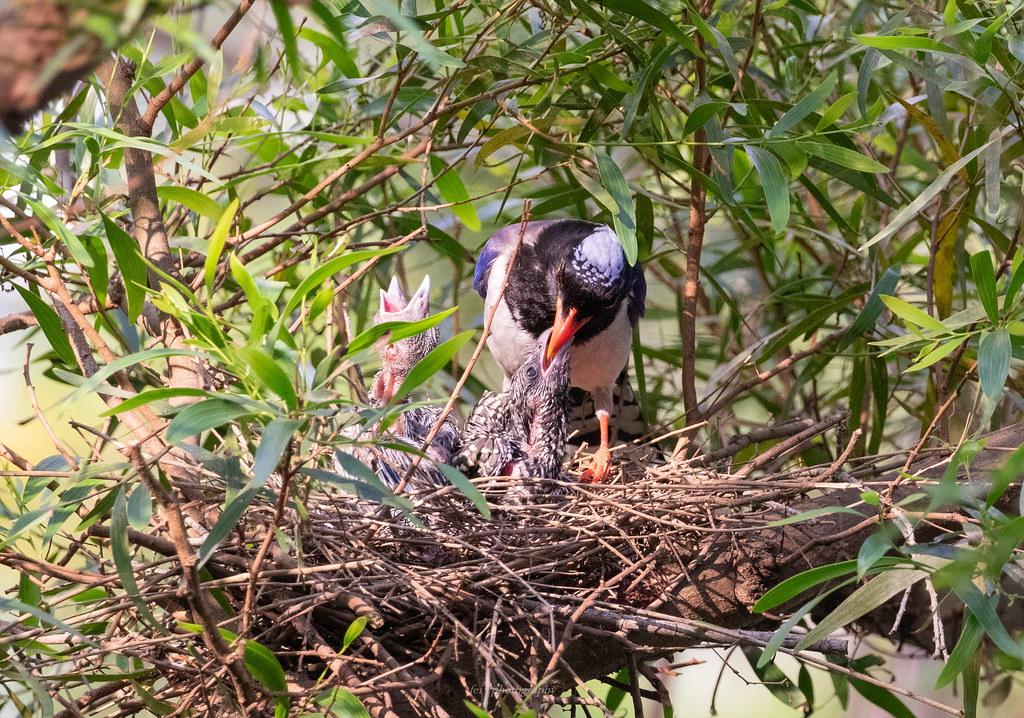 厦门行道树鸟攻击人,厦门鸟攻击人