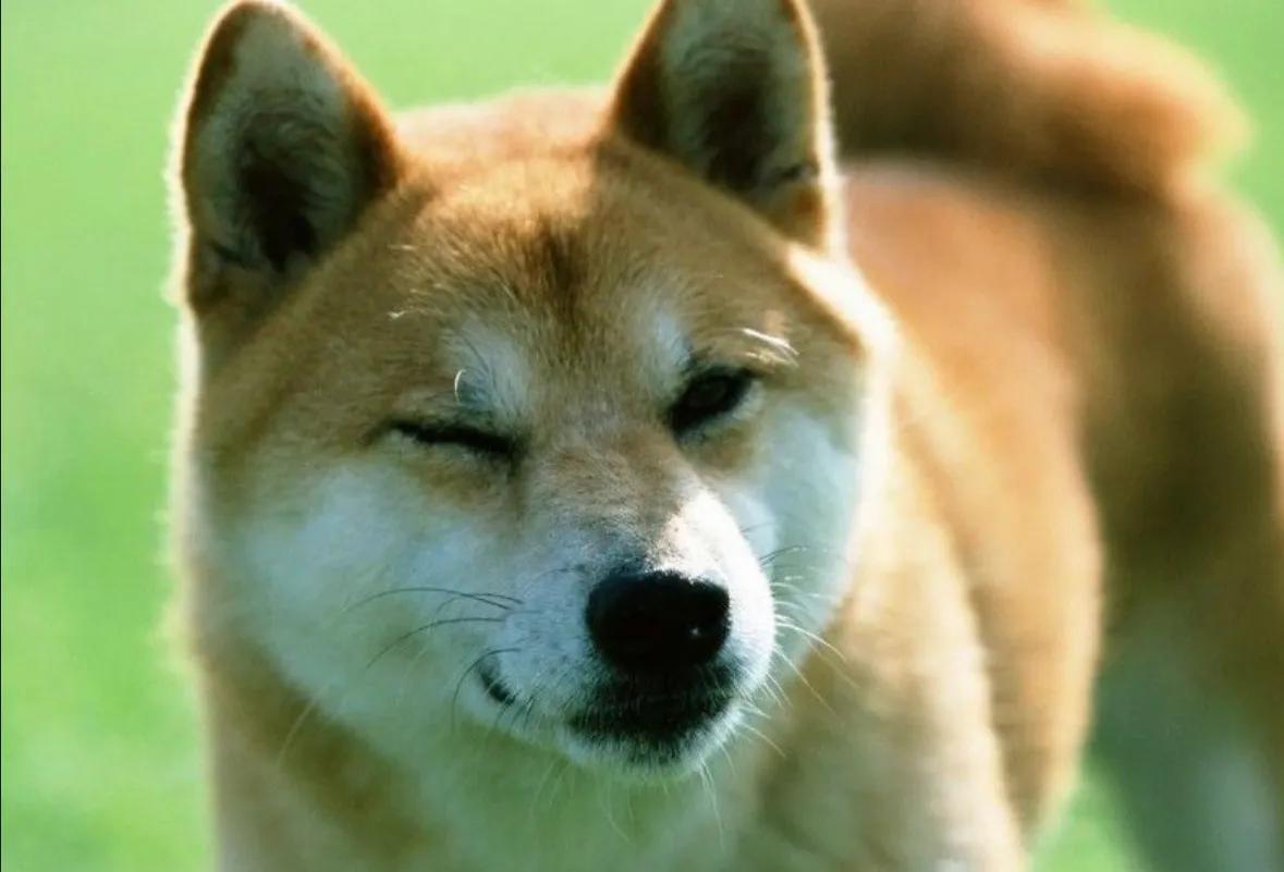 什么是柴犬中华田园犬,什么是胡麻柴犬