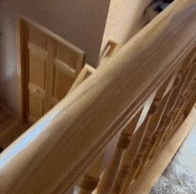 裸体金毛误闯地铁站被揪住耳朵：大哥！头发扎得有点紧了！