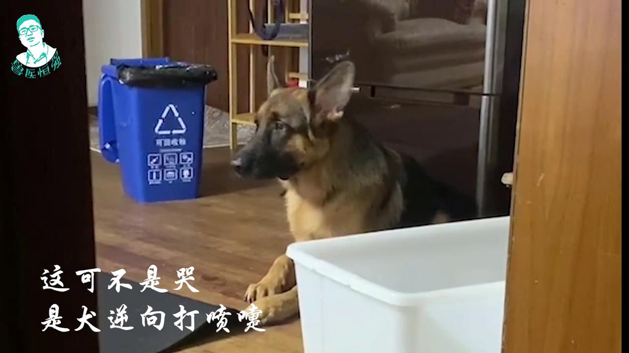 德牧面前哭泣,德牧在门外委屈