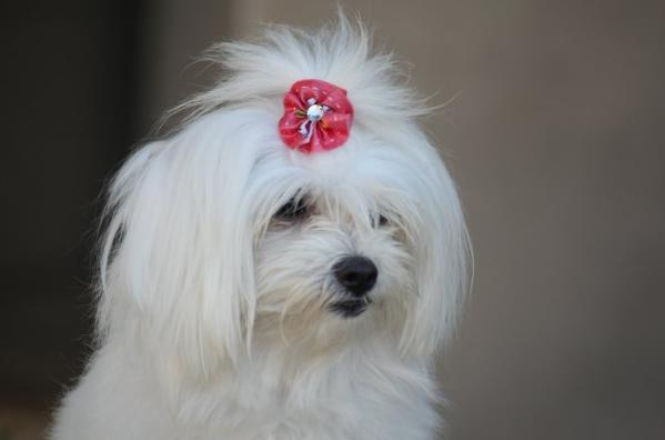 西施犬怎么看有没有怀孕,西施犬是怎么生孩子