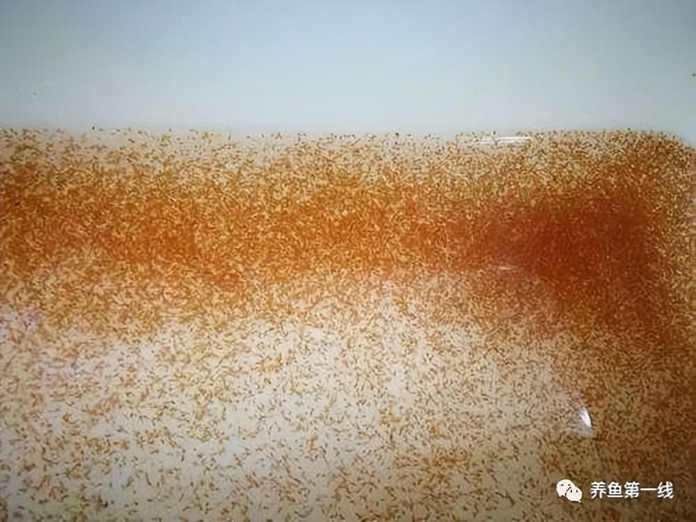 家鱼养殖如何投苗,养殖鱼技术和鱼苗