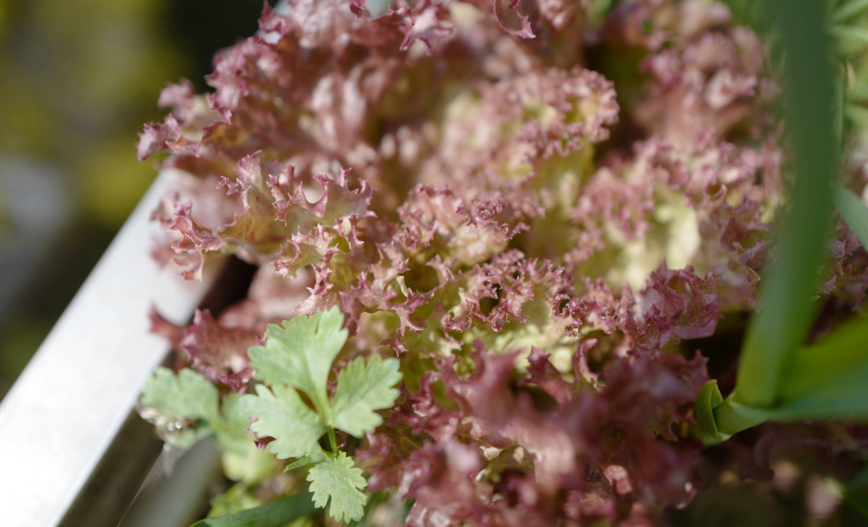 阳台种菜种什么最好活,阳台种菜种哪些长得比较快