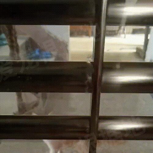 被主人拴着的猫,被邻居拴在楼道的小猫咪