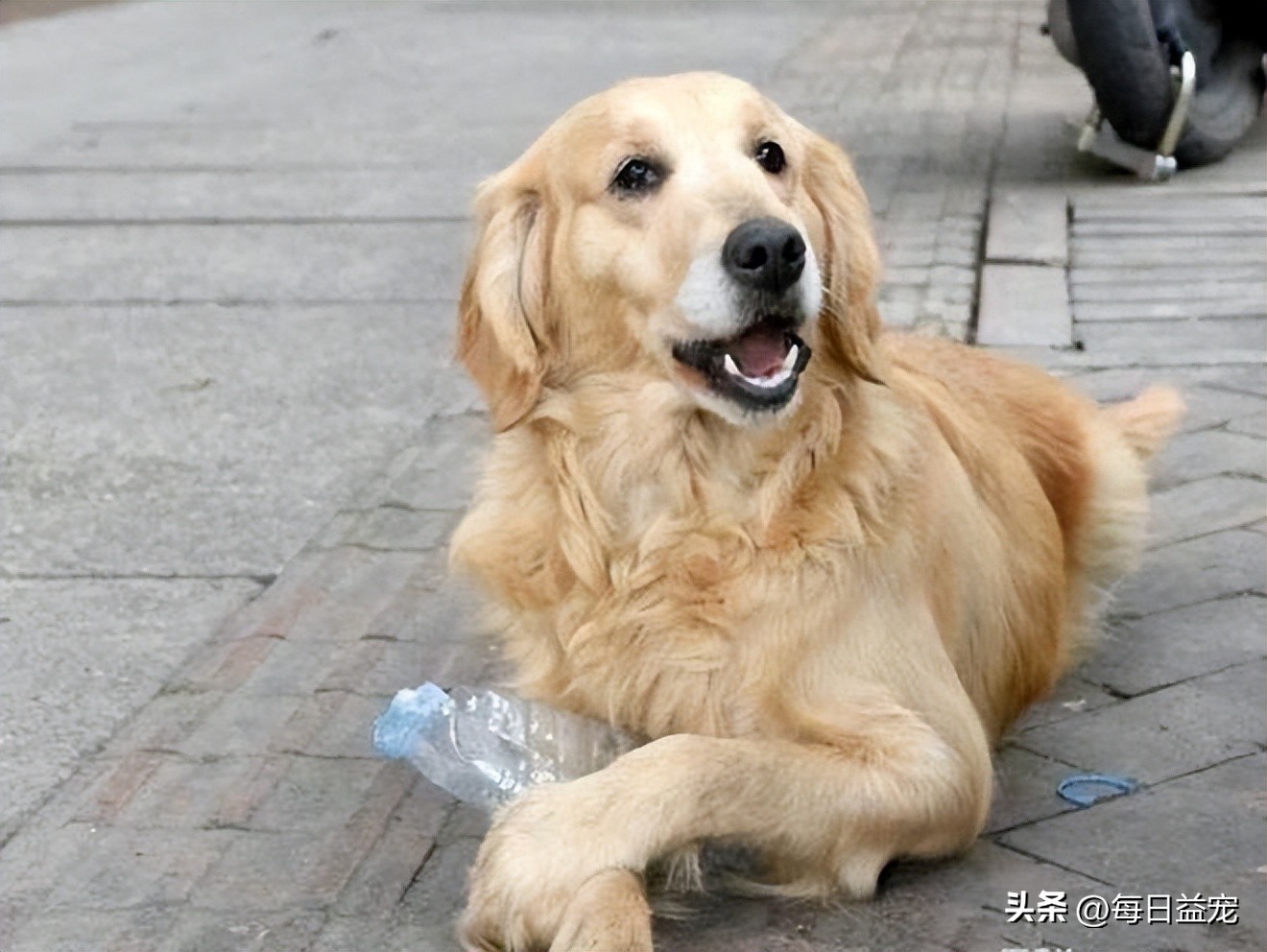 金毛救回一只众人嫌弃的人,金毛被好心人救