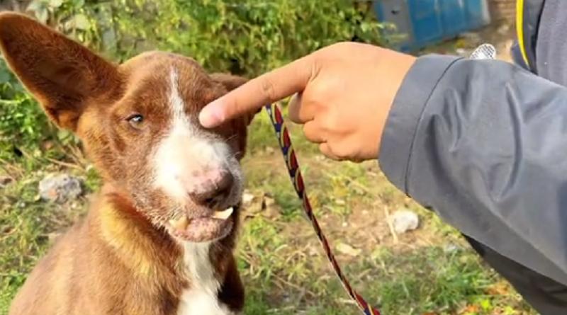 上颚烂空，把树叶当食物，它还在等着，可它的主人却早已将它抛弃