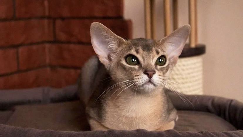 猫咪眼睛里白色絮状物,猫咪眼球里白色絮状物