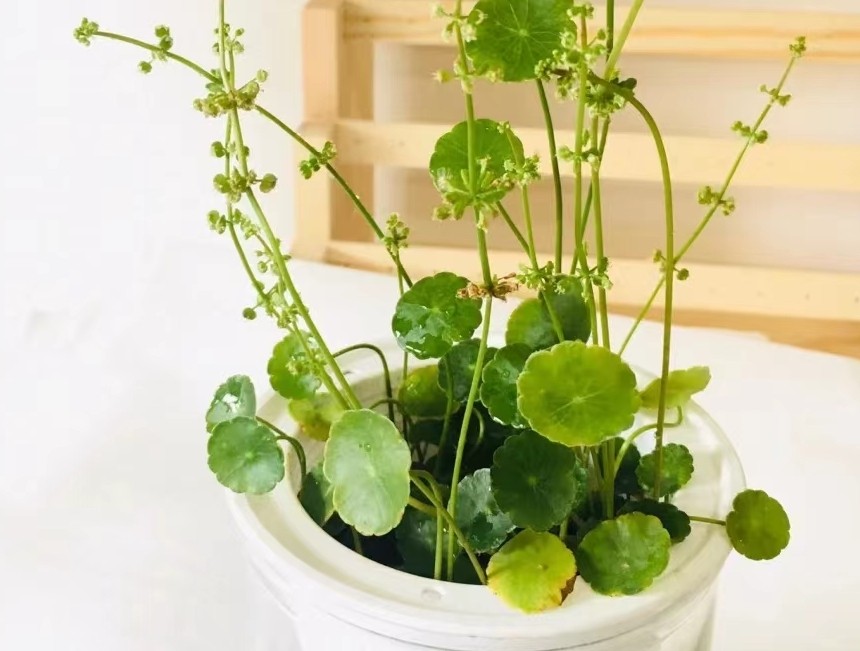 适合水培的室内花卉盆栽,能在室内水培的小盆栽