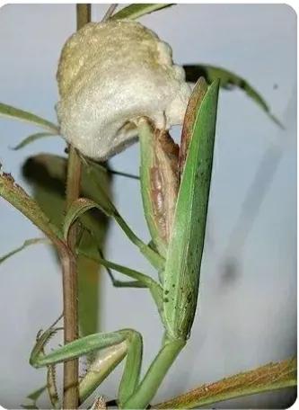 昆虫记螳螂捕蝉过程,昆虫记螳螂