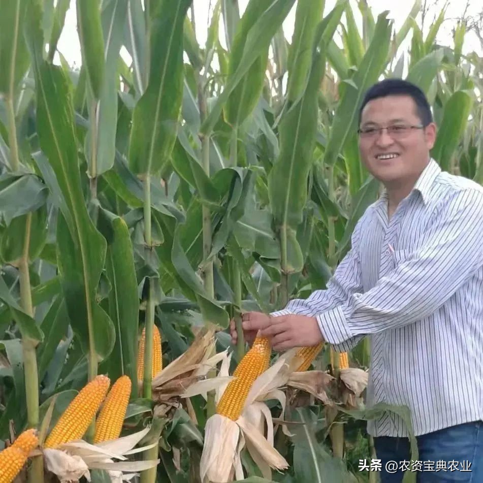 黄金棒819玉米种介绍,玉米种黄金棒918