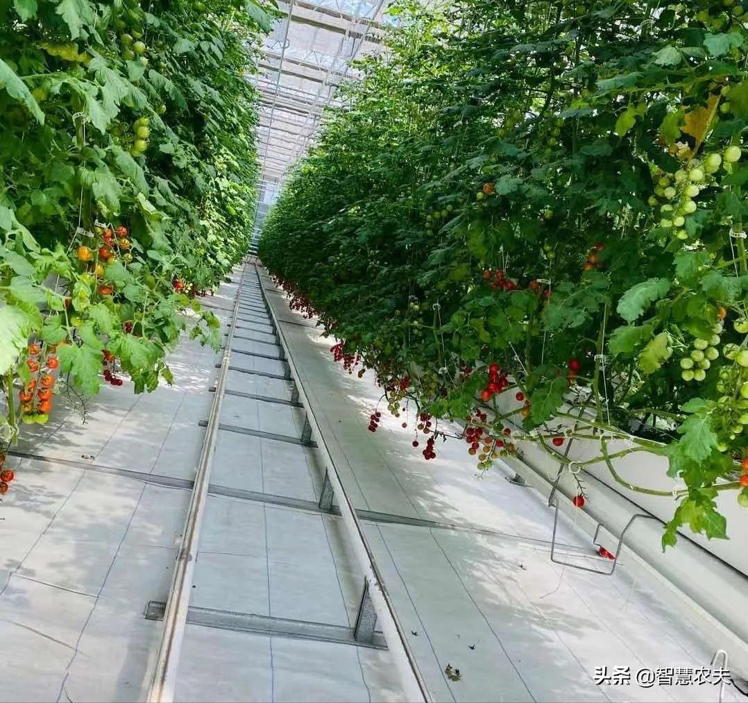 智能温室种菜视频,智能温室种植利润