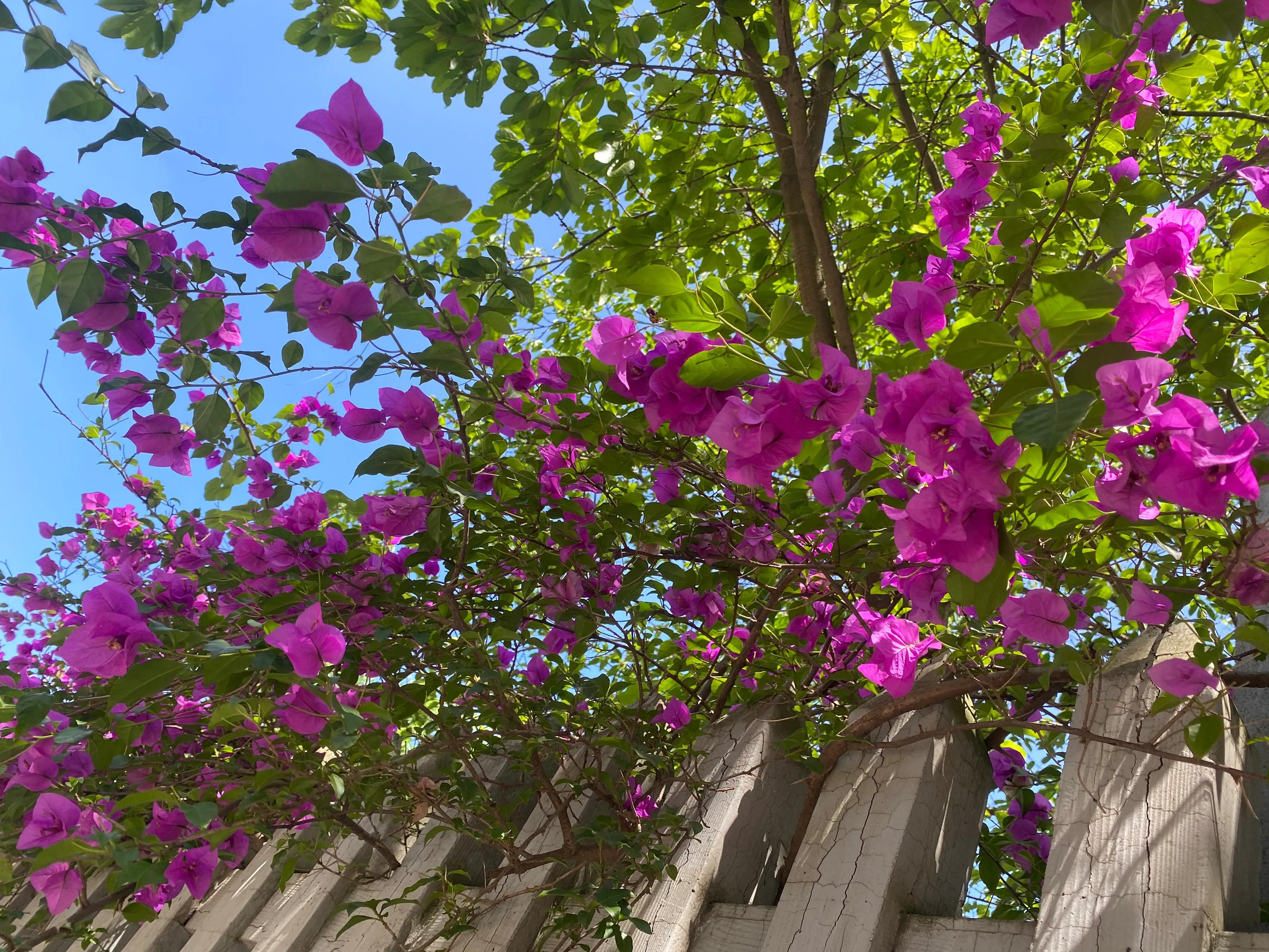 第六节鱼类的初步加工