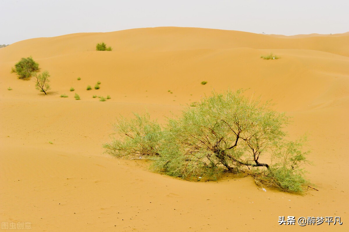 中卫市沙坡头景区,沙坡头旅游景区是5a级吗