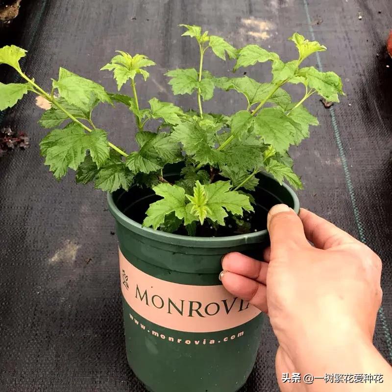 绣球花和球兰花,哪个品种的绣球花球大