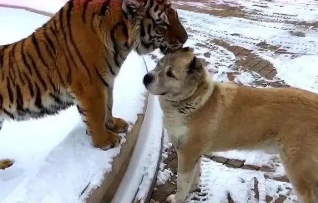 狗子去动物园看见老虎的反应,老虎见到狗子和狗子的反应