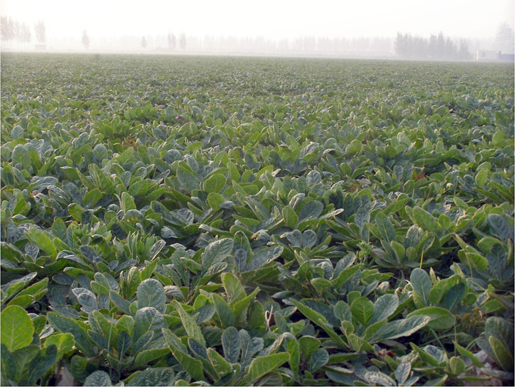 疫情之下保健品行业,疫情之下中医药的发展状况