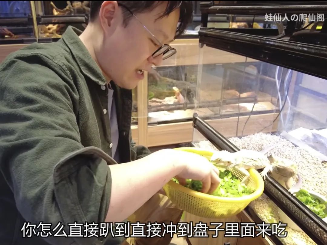 疫情与那些养爬行动物的人