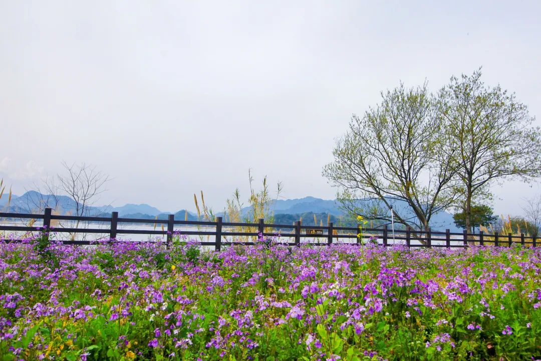 春暖花开时正是游湖赏花季,千岛湖四月赏花季节