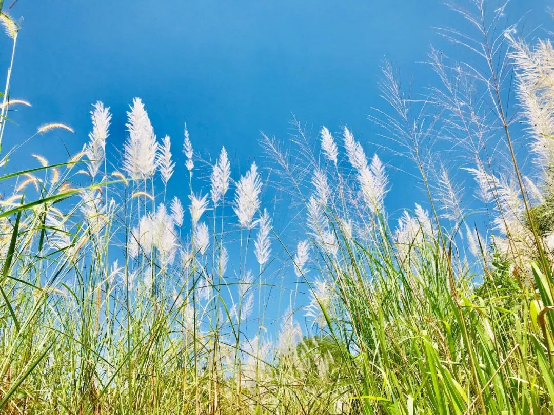 讲述古人智慧和处事方法的书,人生智慧处世的三大奇书