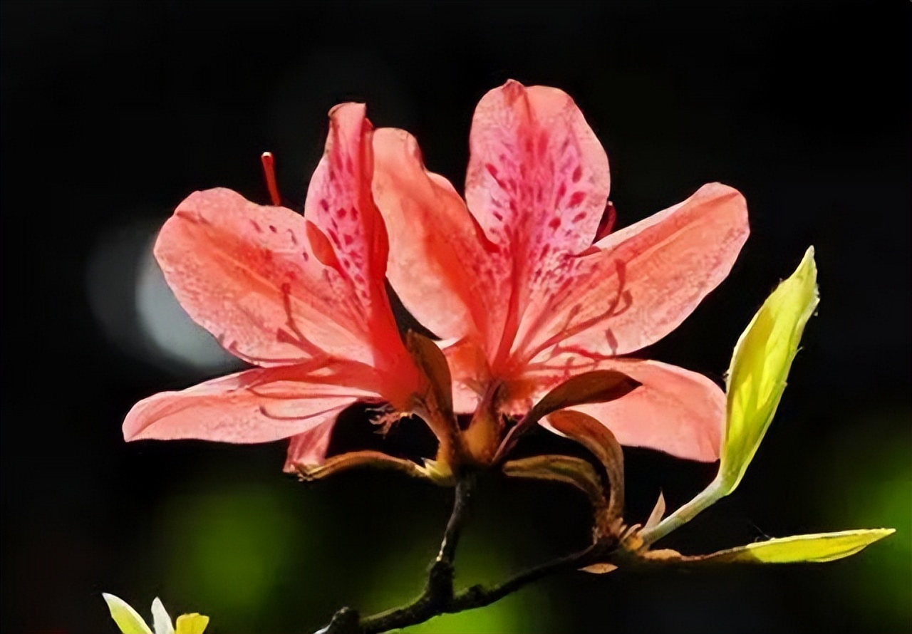 中国十大名花排行榜及图片,中国十大名花明细