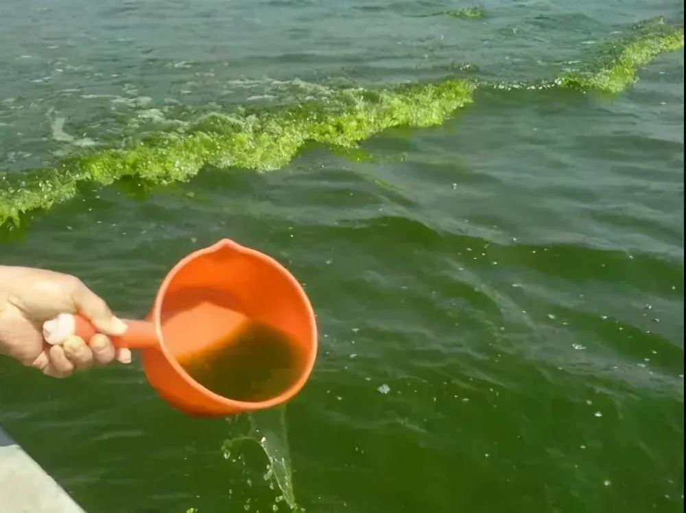 鱼吃食吞不下怎么办,鱼吃食胀胃怎么办