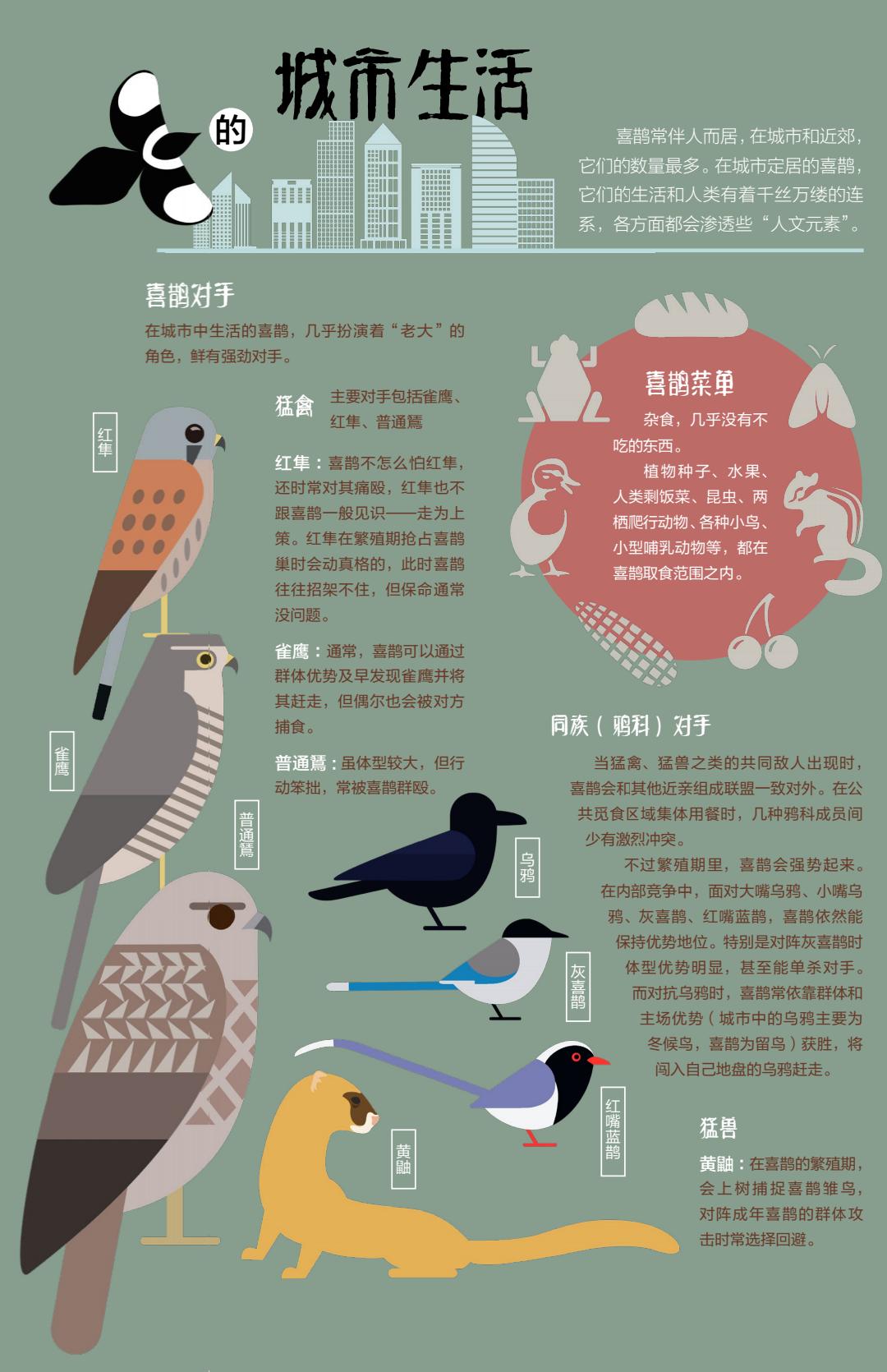 为啥乌鸦不敢招惹喜鹊,喜鹊凶猛