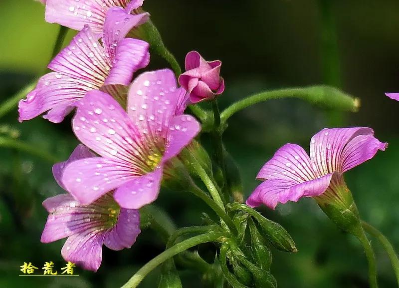 酢浆草黄色大花,类似酢浆草的野花叫什么