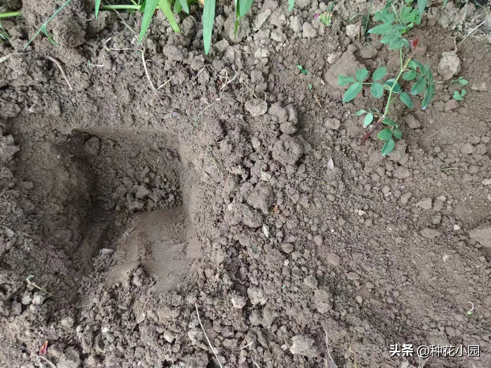 长时间不在家花怎么浇,月季在家怎么养成树状月季