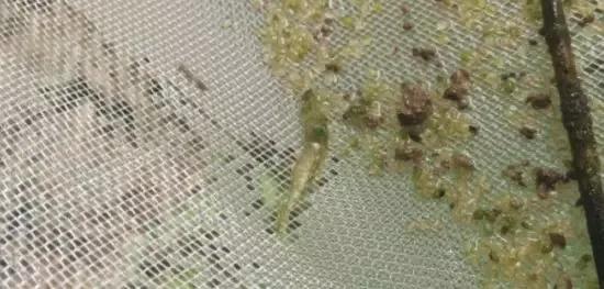 南美白对虾绿鳃绿头是怎么回事,南美白对虾黄鳃最快的处理方法