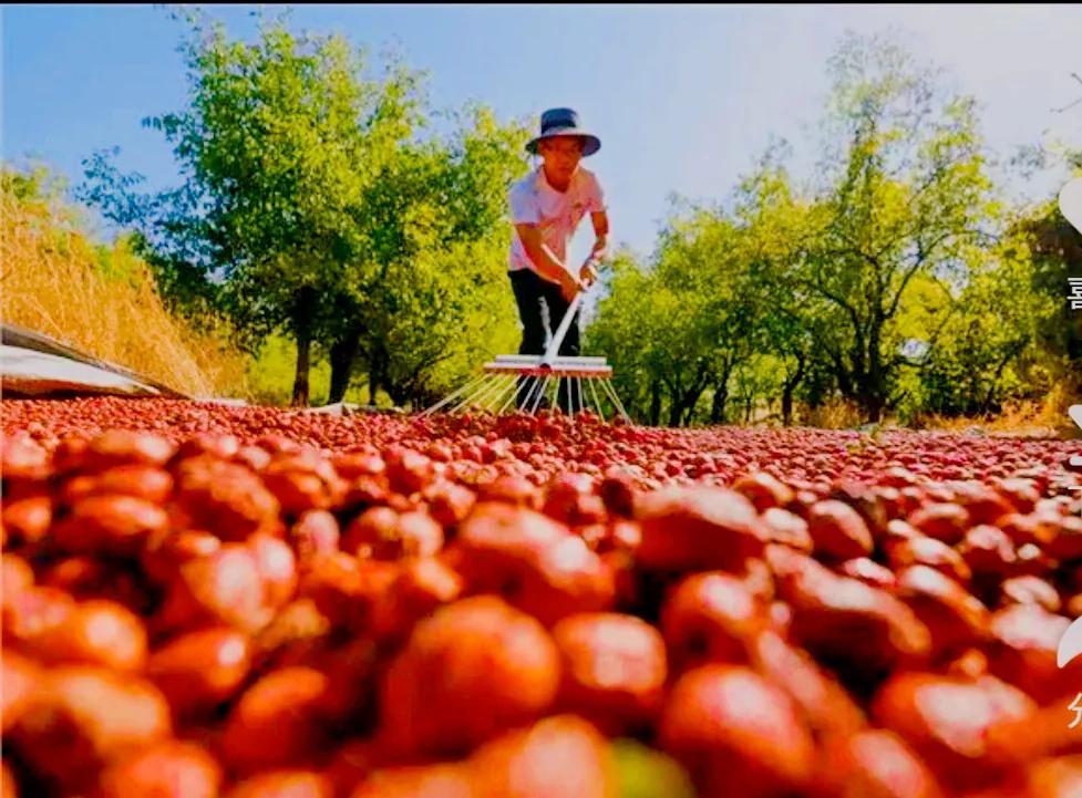热烈庆祝第四届农民丰收节,丰收节农民丰收感言