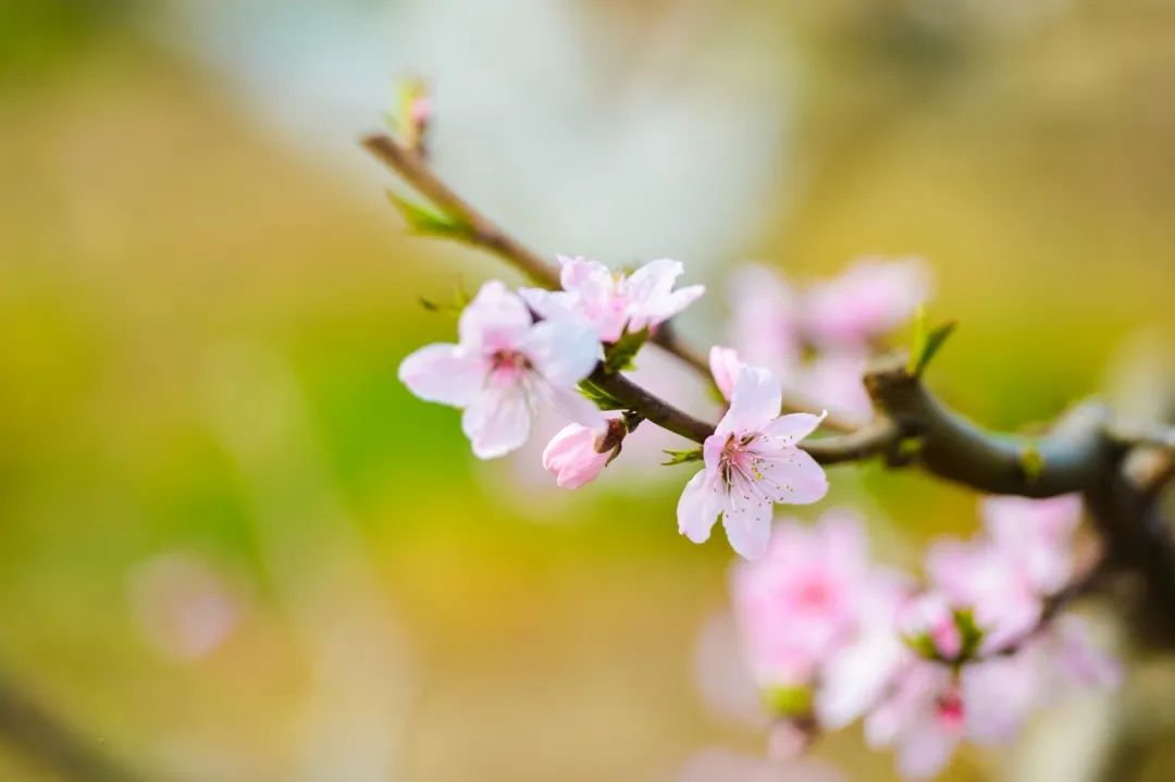 赏花的绝美诗句,赏花最好的十首诗