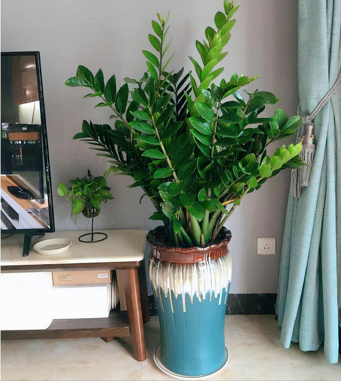 10种“吉利花”,“穷养”才能长大,越挤越壮实,越大越“旺家”