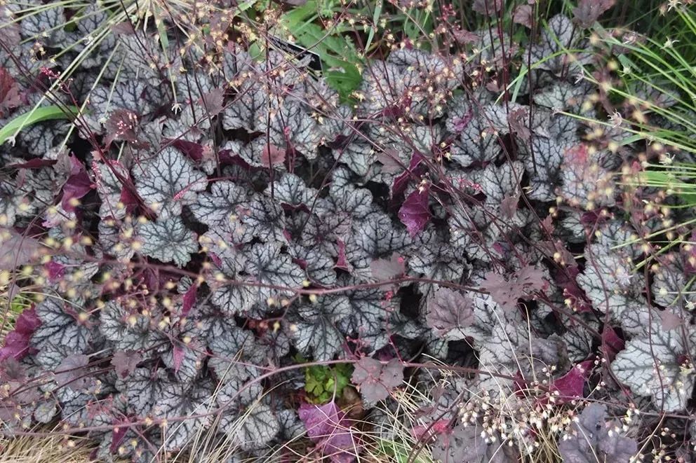 推荐十种适合北方庭院的开花植物,十大适合北方庭院种植的植物