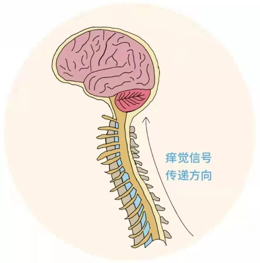 痒痒肉是什么东西,痒痒肉是啥