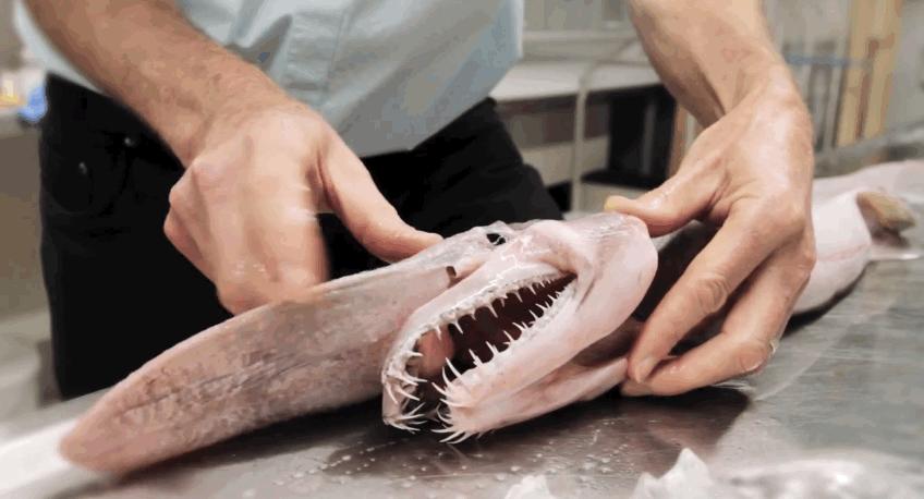 深海里鲨鱼张嘴的视频,深海中的鲨鱼怪物