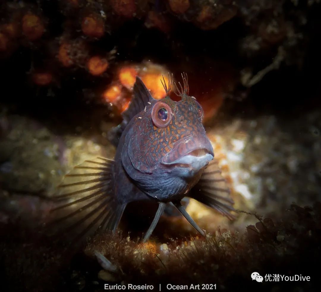 大海水下摄影作品欣赏,oceanart