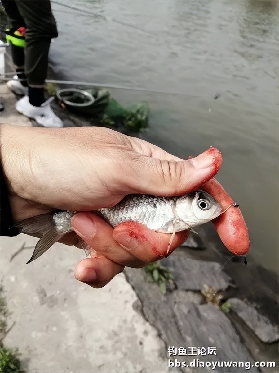 钓鱼王饵野钓破百尾