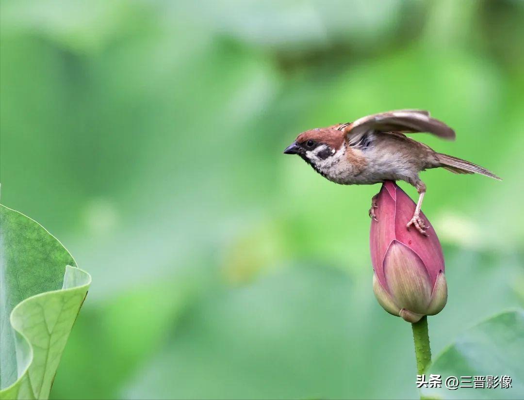 富图宝外星人,富图宝x-4c碳纤维三脚架价格