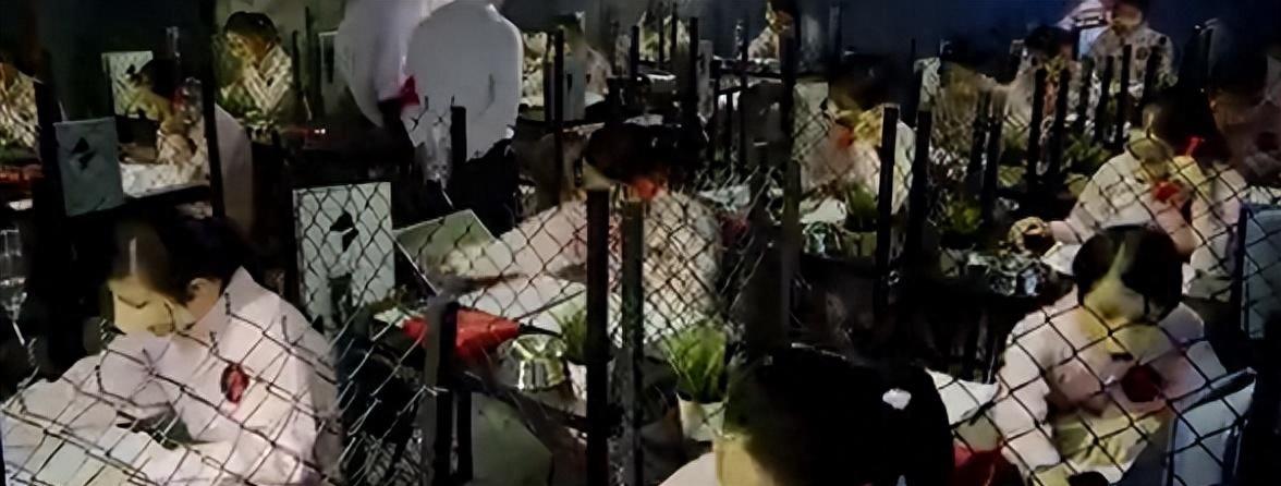 百万网红雅典娜现身缅北训狗营,缅北训狗场被救女孩真实采访