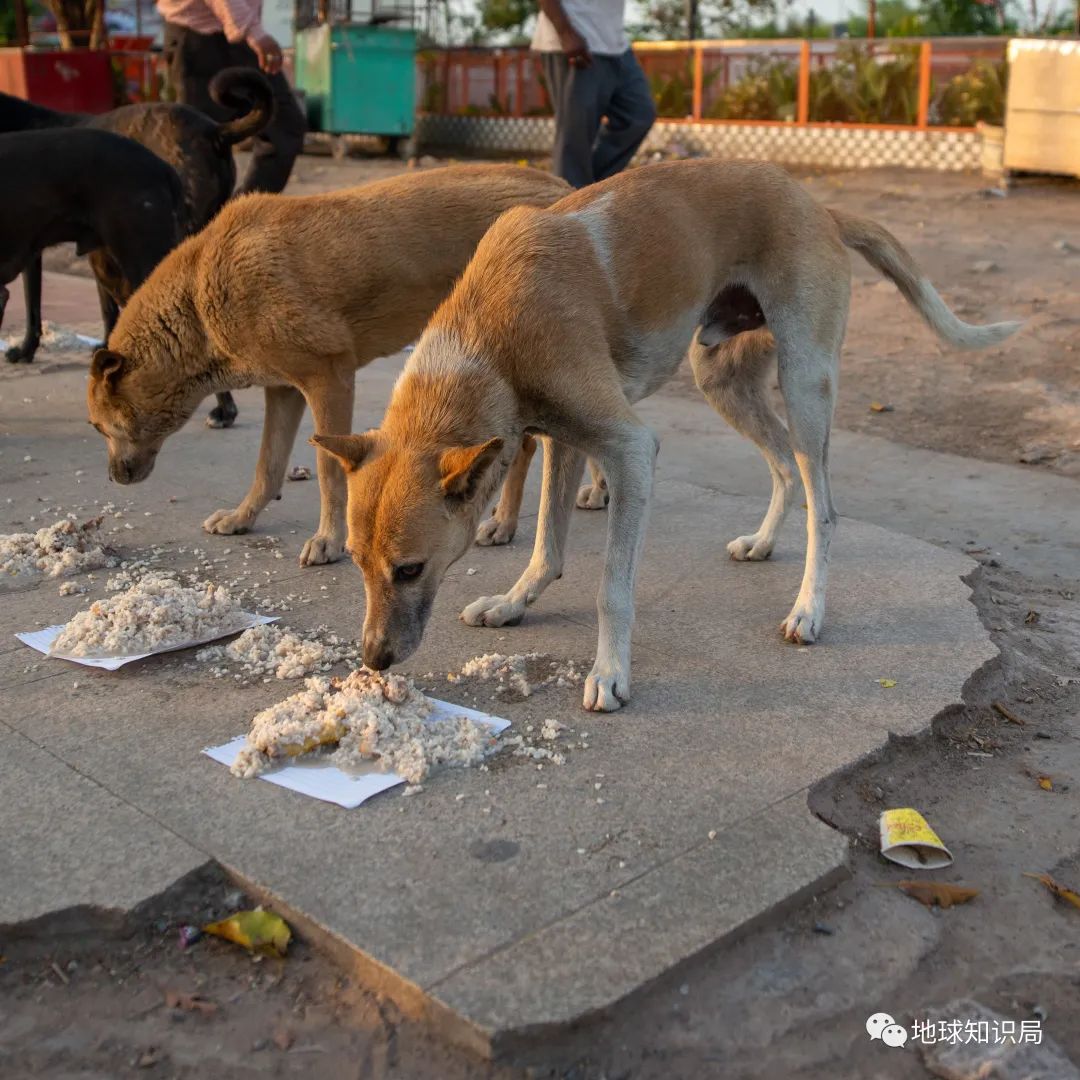 泰国米，从小吃到大|地球知识局