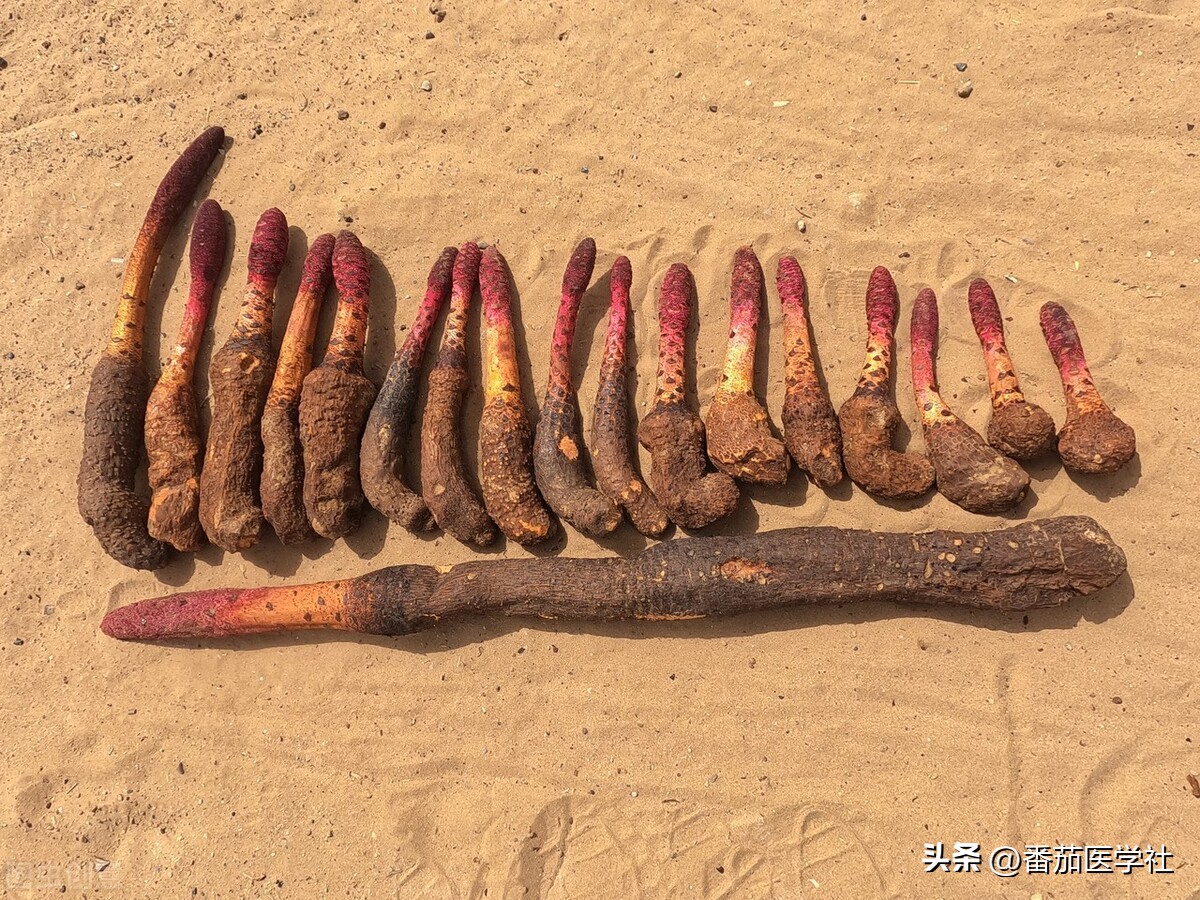 用什么东西可以做伟哥,民间制伟哥用什么